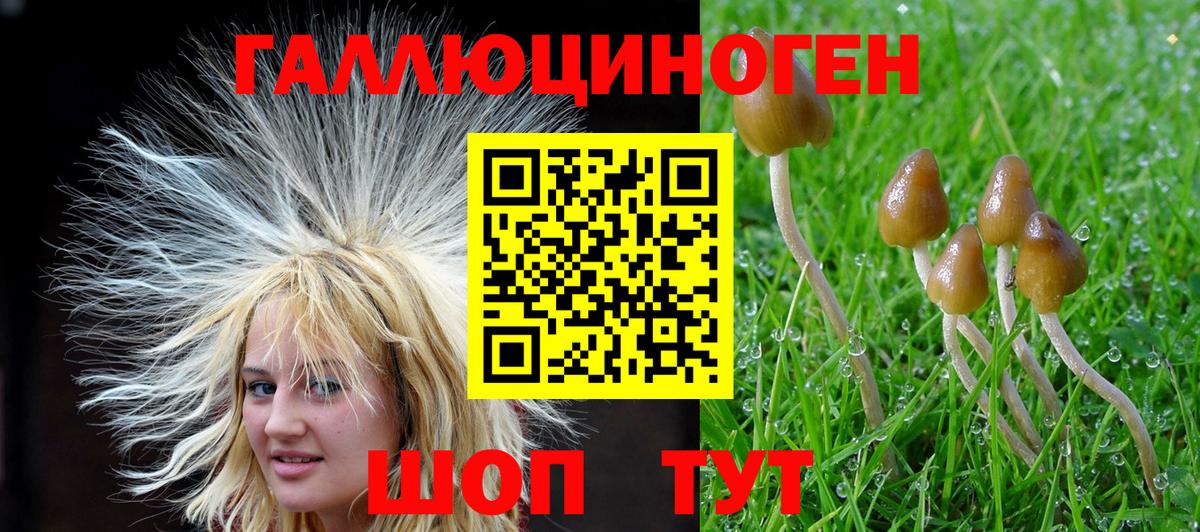 Галлюциногенные грибы Psilocybine cubensis Каменка