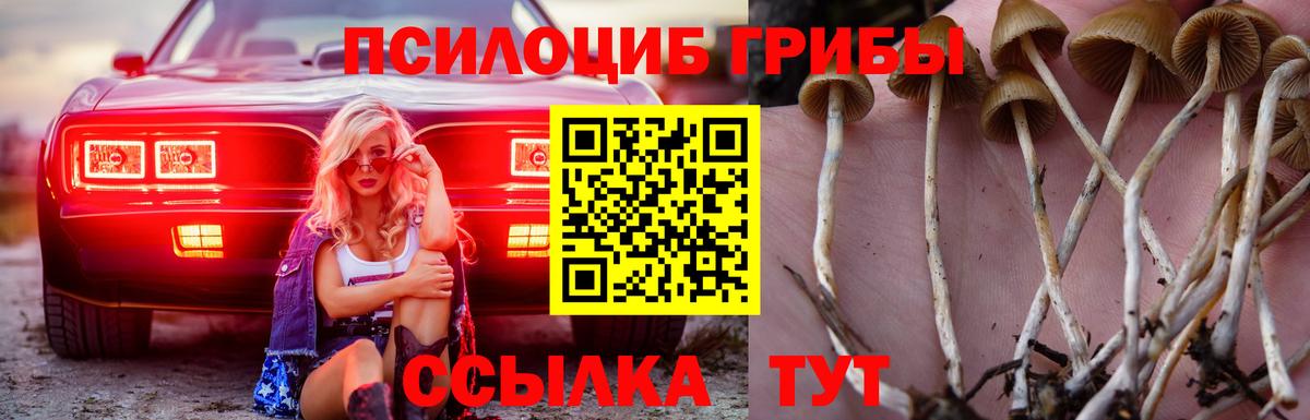 наркота  Каменка  Псилоцибиновые грибы мухоморы 